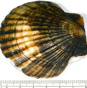 贝兹耶客场落败，实现连败战绩乌然